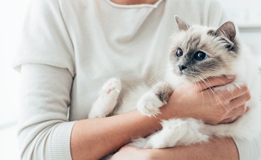 pets-blog-4