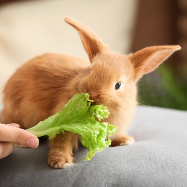 Piccoli animali
